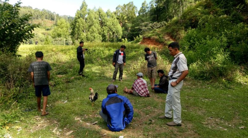 Gerebek Judi Sabung Ayam, Aparat Polres Tator Amankan Empat Pria