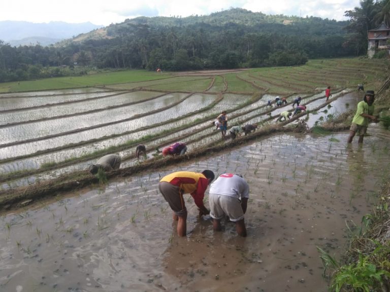 Bantu Warga Tanam Padi, Cara Personel Polsek Malua Rebut Hati Warga