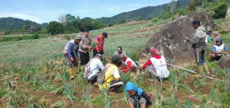 Ambil Bagian di Masyarakat, Bhabinkamtibmas Polsek Enrekang Bantu Warga Panen Bawang