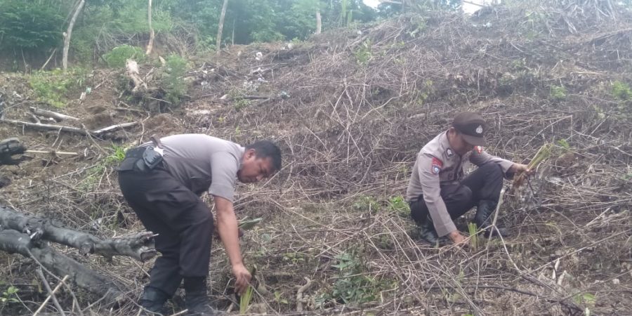 Peduli Penghijauan, Kapolsek Manuju Tanam Tumbuhan Vitiver Diwilayah Rawan Longsor