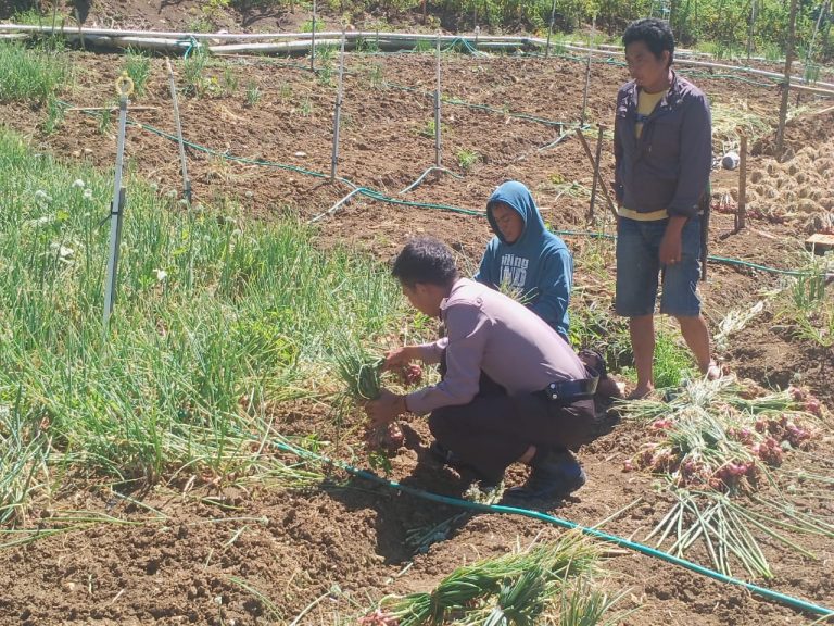 Bantu Warga Panen Bawang, Bukti Kedekatan Polisi di Enrekang dengan Masyarakat