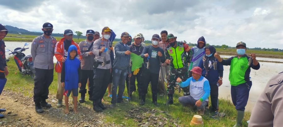 Memasuki Musim Tanam, Kapolsek Panca Rijang Polres Sidrap Lakukan Pengendalian Hama Tikus
