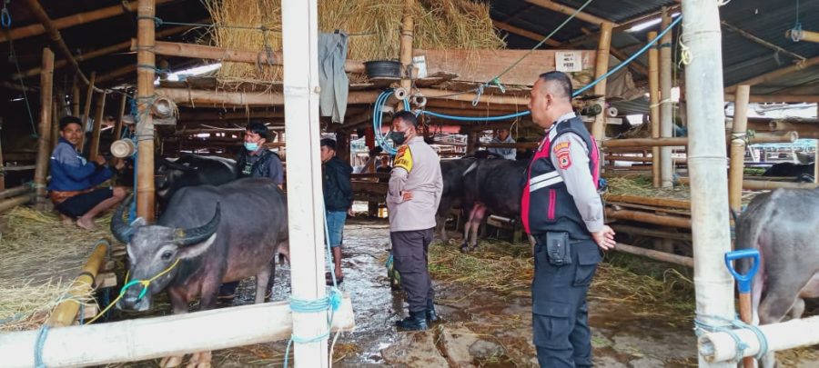 Polres Torut Bersama Dinas Peternakan Cegah Meluasnya PMK