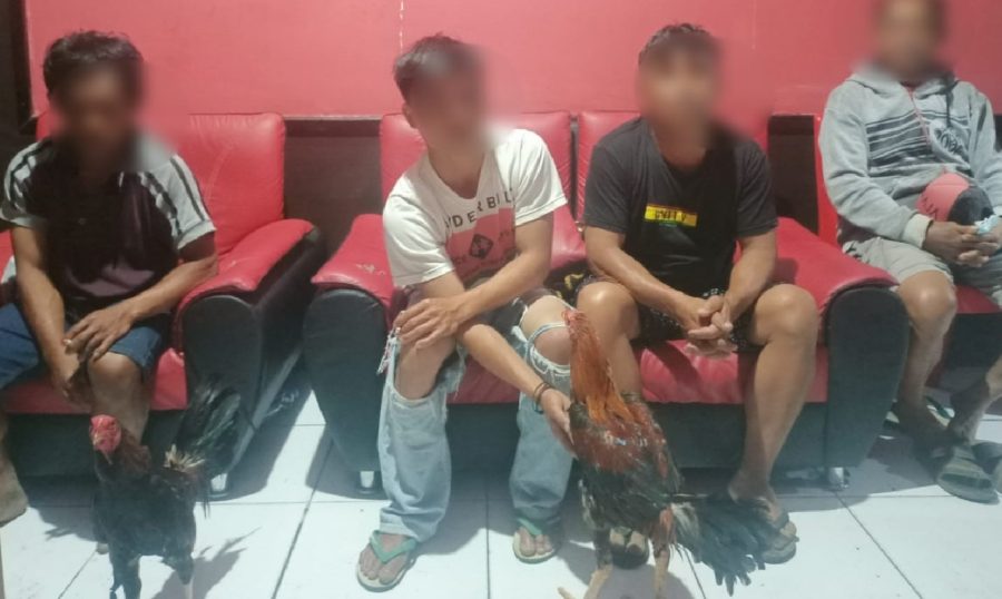 Bongkar Praktek Judi Sabung Ayam, Resmob Polres Torut Amankan 4 Pelaku