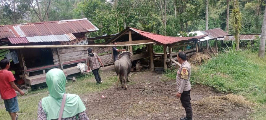 Bhabinkamtibmas Polsek Mengkendek Pengamanan Prosesi Adat Kedukaan