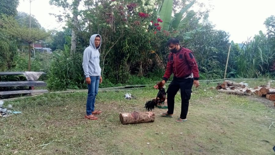 Penggerebekan Judi Sabung Ayam Oleh Personil Polsek Makale