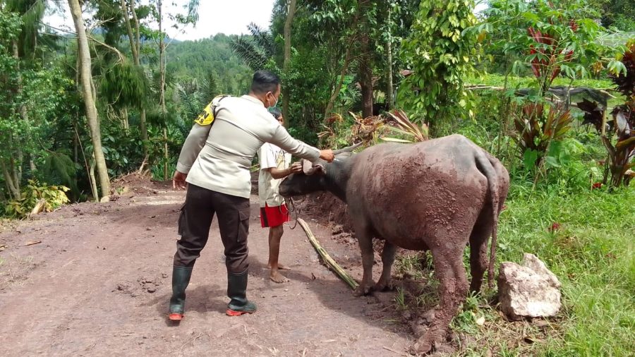 Bhabinkamtibmas Polsek Makale Vaksinasi Hewan di Lembang Pa’tengko