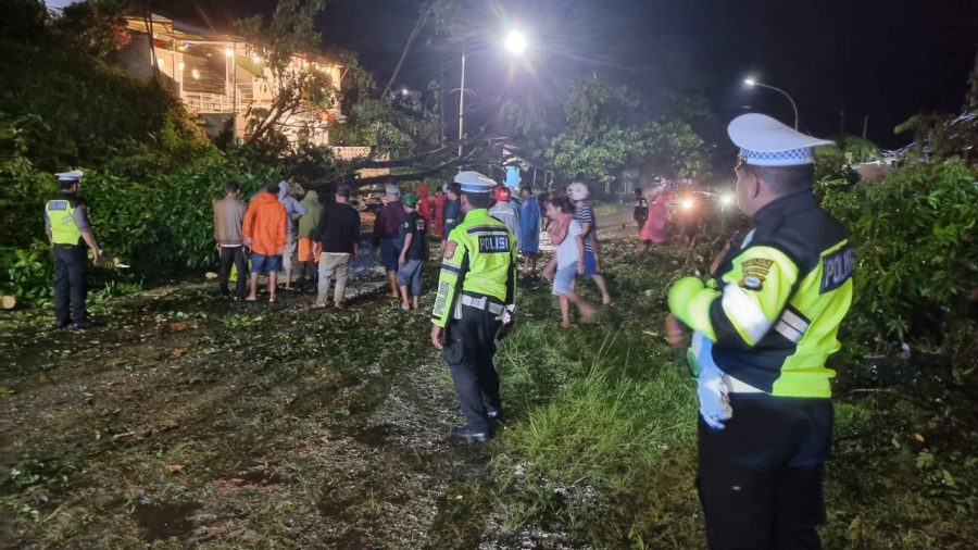 Pohon Tumbang Halangi Jalur Trans Sulawesi, Kapolres Luwu Utara Turun Tangan