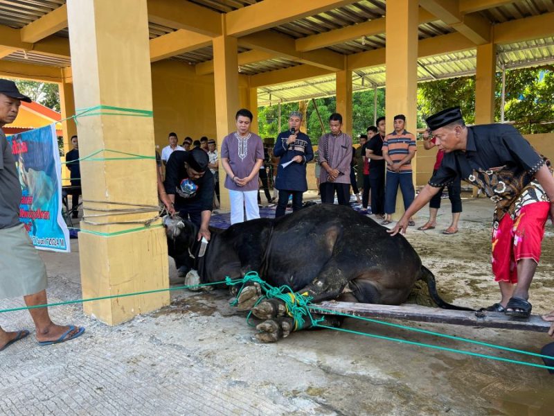 Hari Raya Idul Adha, Polres Maros Kurbankan 10 Ekor Sapi