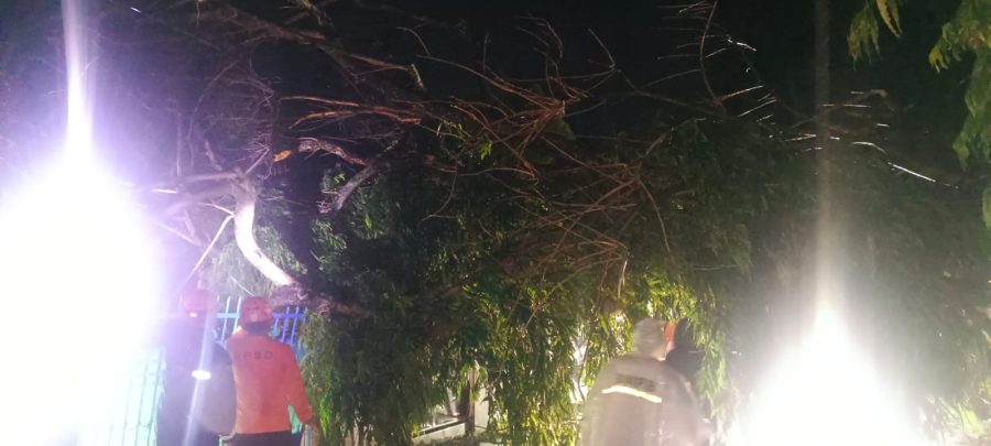 Hujan Deras dan Angin Kencang Akibatkan Satu Pohon Besar Tumbang, Polsek Soreang Kerahkan Anggota Lakukan Antisipasi