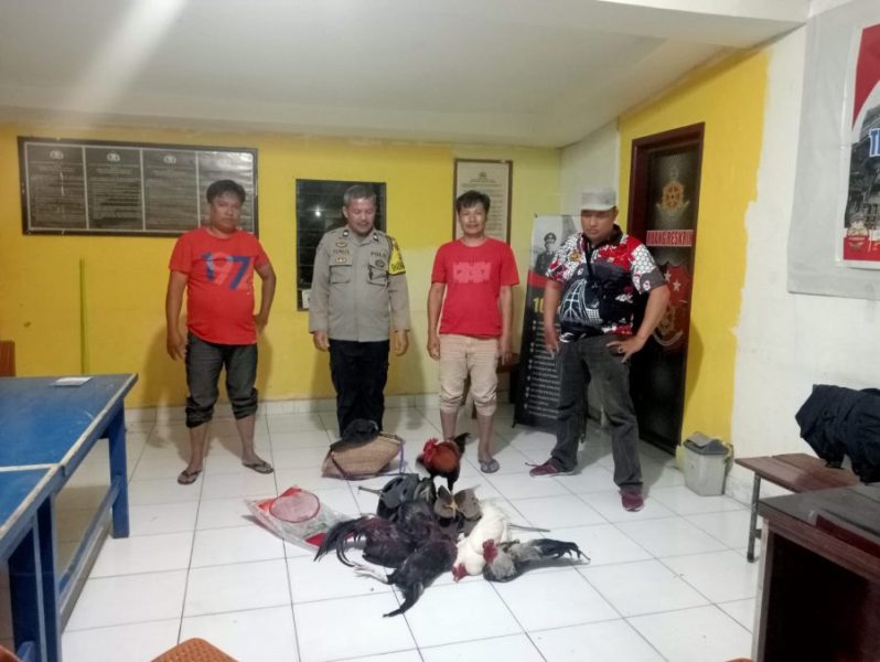 *Gerebek Praktek Judi Sabung Ayam, Polsek Sanggalangi’ Amankan 5 Ekor Ayam di Rinding Kila’*