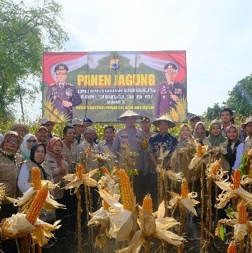 Kapolda Sulsel Hadiri Panen Jagung Program Ketahanan Pangan di Kabupaten Wajo