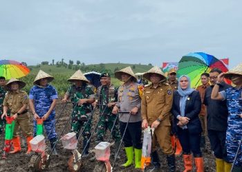Penanaman Jagung Serentak di Kabupaten Jeneponto: Upaya Mendukung Ketahanan Pangan Nasional