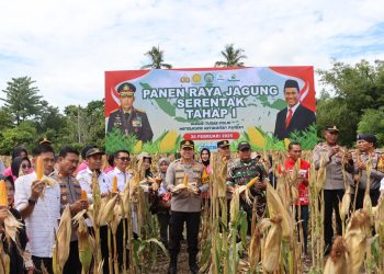 Polres Luwu Gelar Panen Raya Jagung Serantak Guna Mendukung Swasembada Pangan