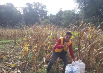 Kanit Reskrim Polsek Awangpone Selaku Polisi Penggerak Panen Jagung di Dusun Benceng