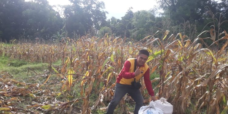 Kanit Reskrim Polsek Awangpone Selaku Polisi Penggerak Panen Jagung di Dusun Benceng