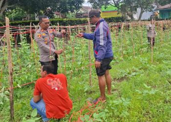 Bersama Warga, Kapolsek Libureng Lakukan Pemeliharaan Tanaman Lahan Pekarangan Bergizi