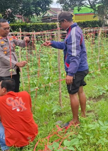Bersama Warga, Kapolsek Libureng Lakukan Pemeliharaan Tanaman Lahan Pekarangan Bergizi