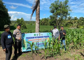 Bhabinkamtibmas Duampanua Dampingi Pemantauan Tanaman Jagung Program Ketahanan Pangan