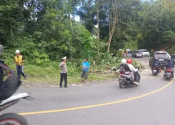 Satlantas Polres Enrekang Lakukan Pengaturan Lalu Lintas dan Membersihkan Ranting Ranting Pohon Yang Tumbang