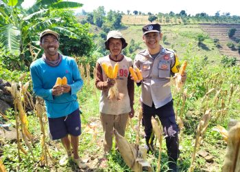 Personel Polres Jeneponto Tinjau Panen Jagung Program Satu Hektar: Kelompok Tani La’langbo’ni Jaya Hasilkan 9 Ton Jagung