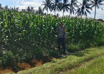 Bhabinkamtibmas Desa Paria Tinjau Lahan Jagung Program Ketahanan Pangan