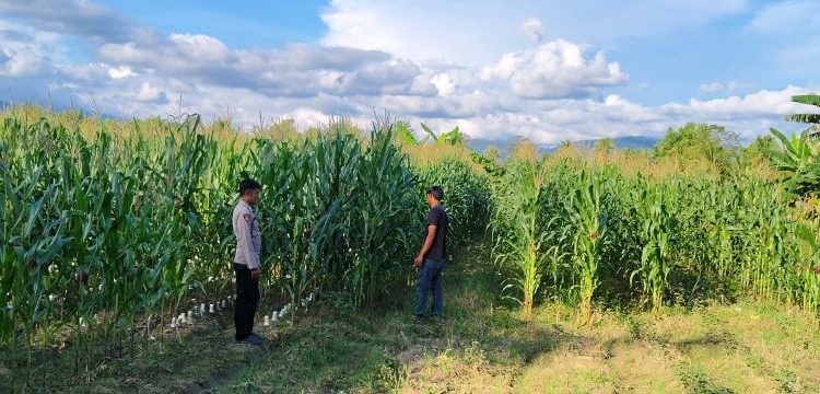 BRIPKA Mus Mulayadi Tinjau Lahan Jagung Milik Warga di Desa Taripa