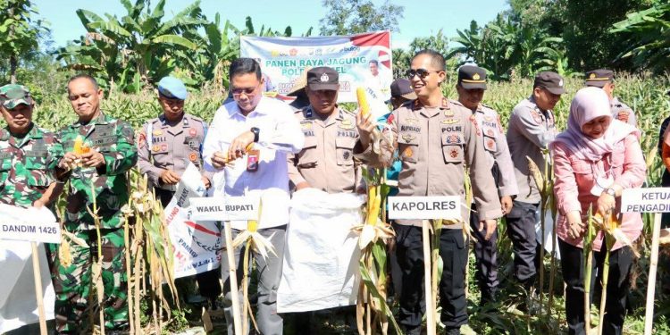Kapolres Takalar Bersama Forkopimda Hadiri Panen Jagung Serentak Dukung Ketahanan Pangan Nasional
