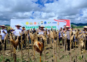 Kapolda Sulsel Dampingi Kapolri dan Mentan Panen Raya Jagung di Bone, Dukung Ketahanan Pangan Nasional