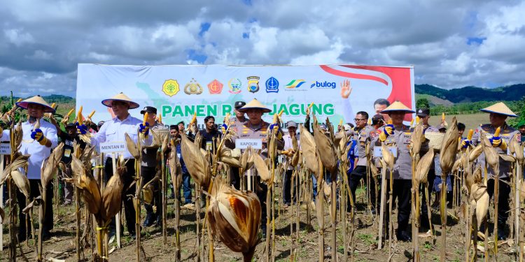 Kapolda Sulsel Dampingi Kapolri dan Mentan Panen Raya Jagung di Bone, Dukung Ketahanan Pangan Nasional