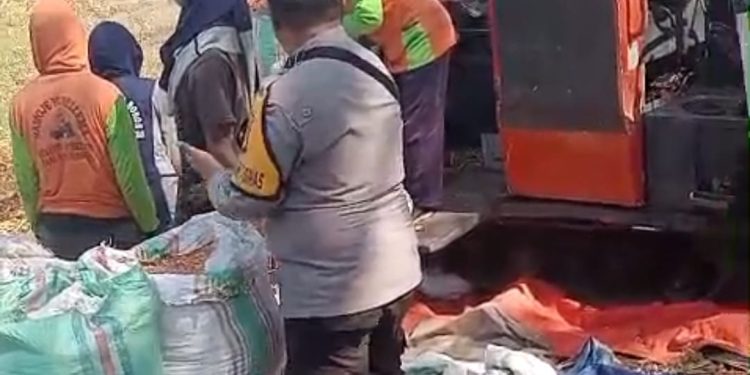 Sambut Hari Bhayangkara ke-79, Polres Parepare Panen Jagung Bersama Kelompok Tani Galung Maloang