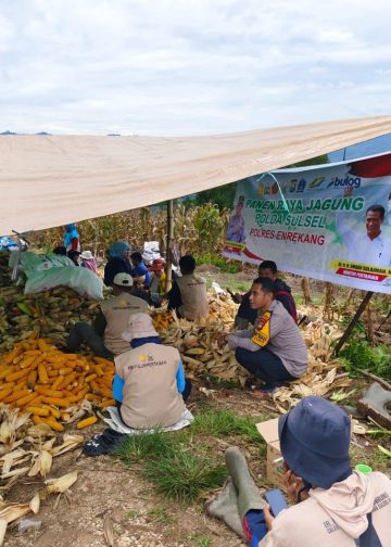 Polsek Curio Panen Jagung Bersama Petani, Wujud Nyata Polri Dukung Ketahanan Pangan Nasional