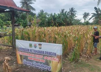 Bhabinkamtibmas Patobong Tinjau Ketahanan Pangan Jelang Panen Serentak