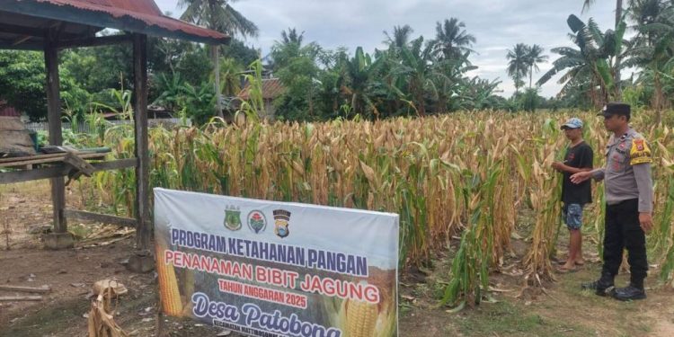 Bhabinkamtibmas Patobong Tinjau Ketahanan Pangan Jelang Panen Serentak