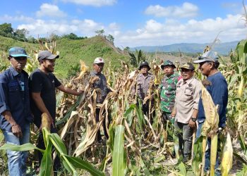 Bhabinkamtibmas dan Forkompimcam Batulappa Tinjau Program Ketahanan Pangan